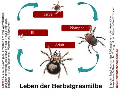 Infografik Grasmilben Stiche bekämpfen