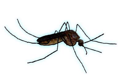 Stechmücke Mückenstich behandeln