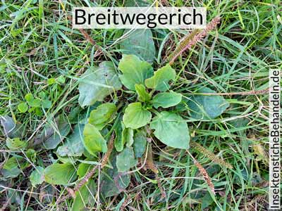 Mückenstiche mit Breitwegerich behandeln