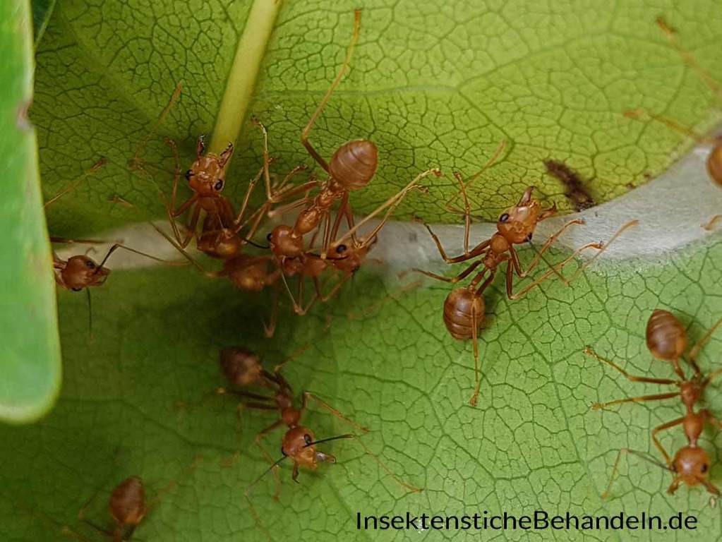 Ameisenbisse beim Menschen